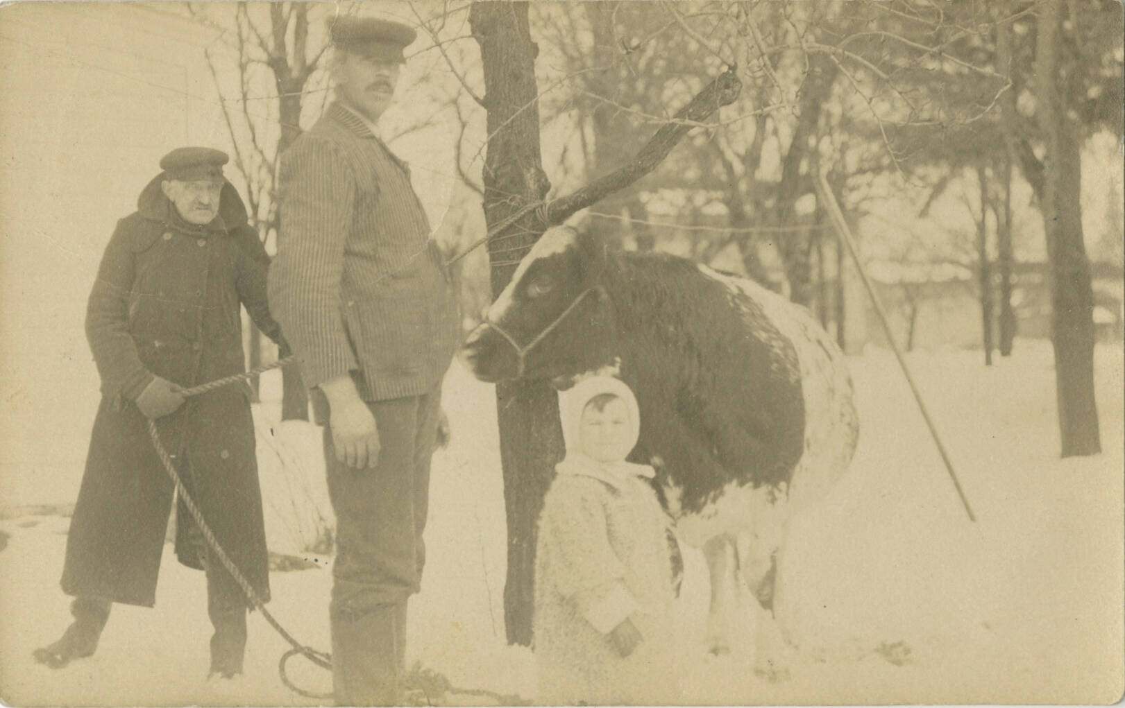 Black and white photograph of two men and a child with a cow.